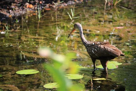 Grassy Waters Preserve: Reconnect with Natural Florida