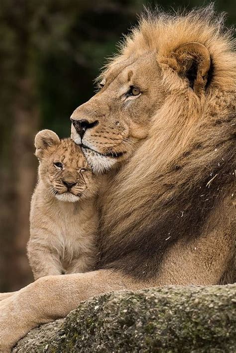 Top Imagen Una Familia De Leones Abzlocal Mx