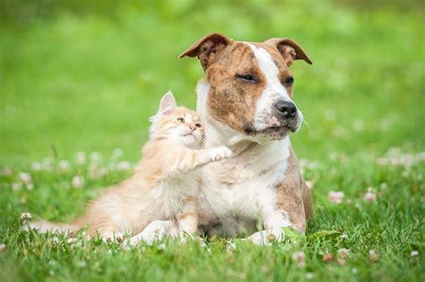 Taxe sur les chiens et les chats faut il croire à la rumeur