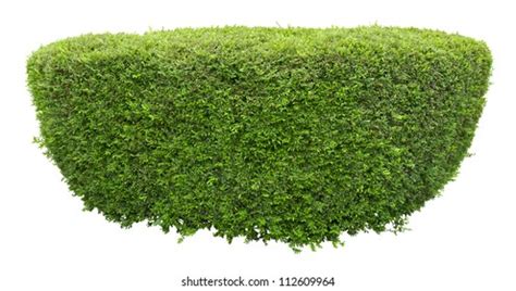 Isolated Geometry Shape Bushes Alpha Channel Stock Illustration ...