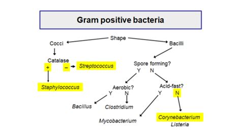 Gram Positive Rods Flowchart