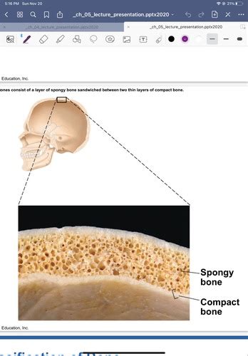 Midterm 2 Skeletal System Flashcards Quizlet