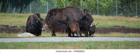 170 Yak Cubs Images Stock Photos And Vectors Shutterstock