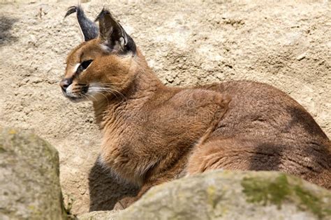 Gatti Caracal Caracal Del Deserto Del Ritratto Caracal Immagine Stock