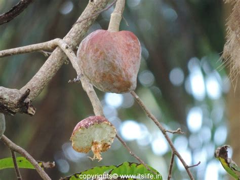 Ramphal | Netted Custard Apple | Bullock's heart | Bull's heart