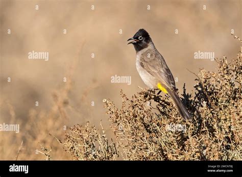 White Spectacled Bulbul Pycnonotus Xanthopygos Israel Stock Photo