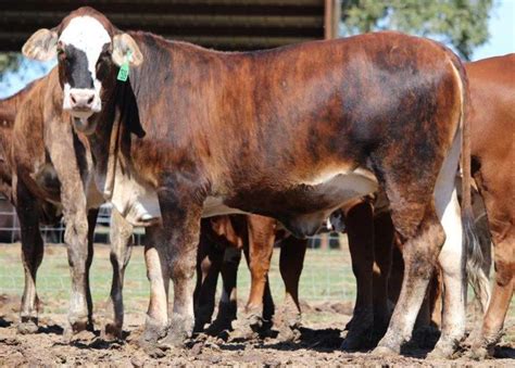 Braford Cattle Info Size Lifespan Uses And Pictures