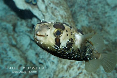 Freckled porcupinefish, Diodon holocanthus photo, #11894