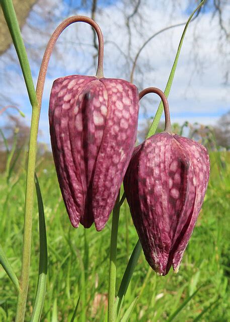 Snake S Head Fritillary Fritillaria Anne Burgess Geograph