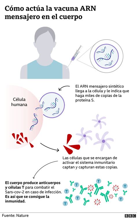 Coronavirus C Mo La Tecnolog A Arnm Puede Abrir Las Puertas A Una