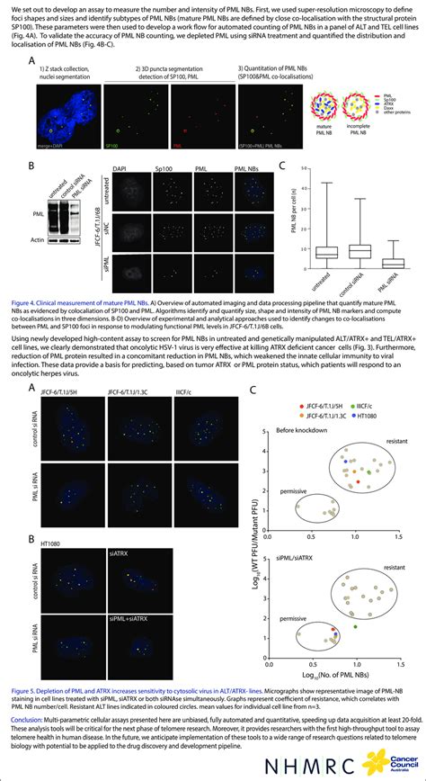 Impact Of Icp Null Hsv Virus Infection On Cell Viability Using