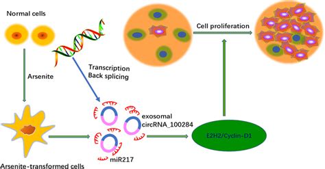 Schematic Illustration Of The Role Of Exosomal Circrnas In Cell Download Scientific Diagram