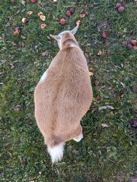 Goat weight - is she overly fat? : r/goats