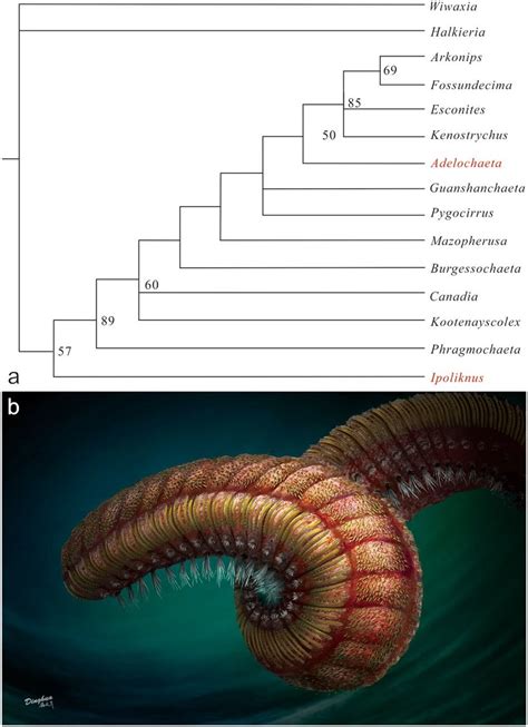 (a) Strict consensus phylogeny of fossil polychaetes. Parsimony... | Download Scientific Diagram