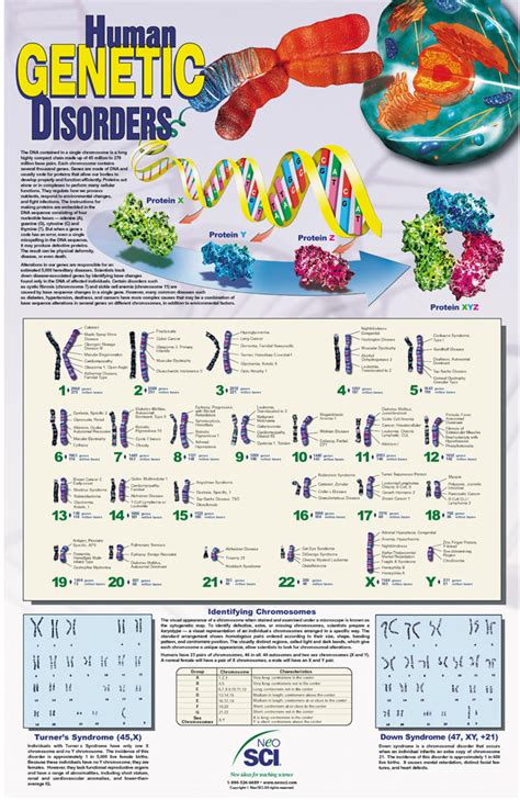 Human Genetic Chart 23×35’’ - Sahara Scientific