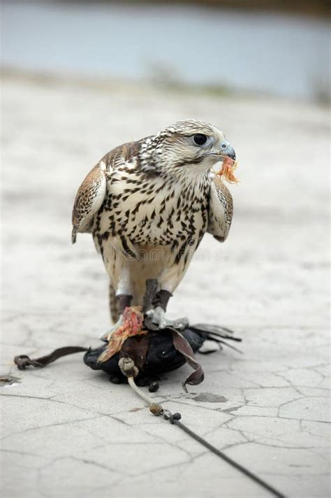 Falcon Stock Photo Image Of Grey Feather Gray Captive