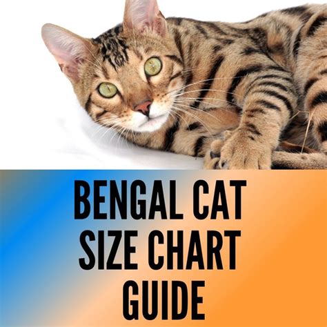 Bengal Cat Breed Size: [Weight, Height and Growth Chart] - Oxford Pets