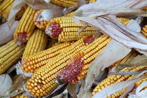 Upoznajte 5 najzdravijih žitarica bez glutena