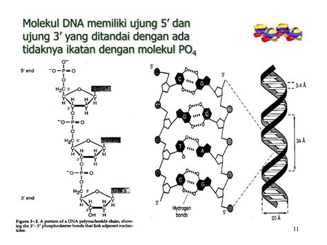 PPT Materi A Struktur Dan Fungsi Nukleus B Biosintesis Nukleus C