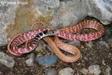 Red Coachwhip Snake