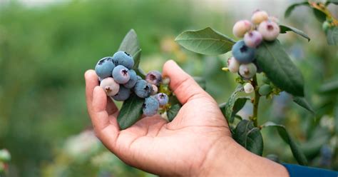 Blueberry Growing Guide Coir Substrates For Above Ground Growing