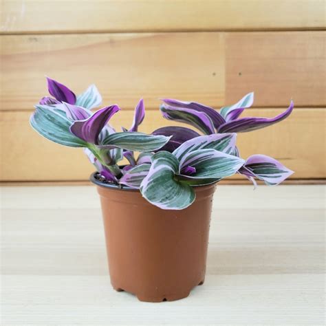 House Plant Fantasy Venice Tradescantia Albiflora Nanouk Catchpenny