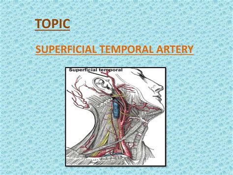 SOLUTION: Anatomy superficial temporal artery presentation - Studypool