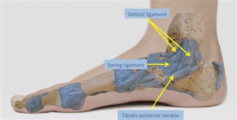 Chronic Ankle Sprain Chronic Ankle Instability Lfac