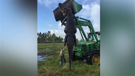 Giant Alligator Found in Florida - ABC News