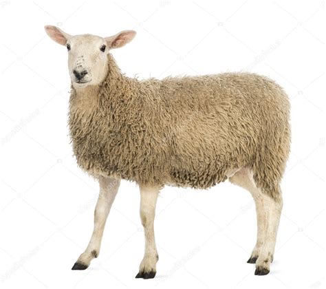 Side View Of A Sheep Looking At Camera Against White Background Stock