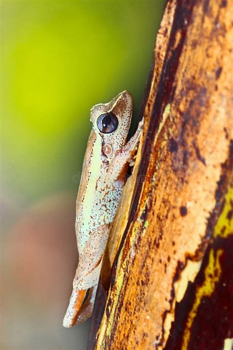 Common Coqui Frog in Natural Habitat Stock Photo - Image of nature, habitat: 290537746