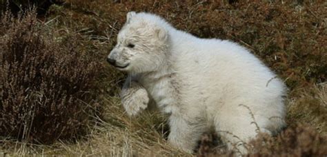 Uks First Polar Bear Cub In 25yrs Is Male Capital Scotland