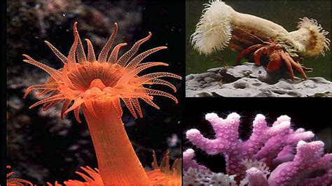 Tipos De Cnidarios - Tipos De Cnidarios 1. PROTOZOOS