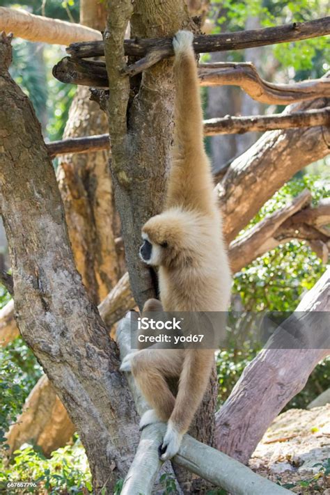 Image Of A Gibbon Swing On Trees Wild Animals Stock Photo - Download ...