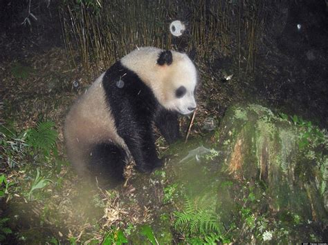 Giant Panda Camera Trap Captures Elusive Animals In Chinese Wilderness