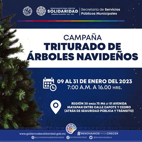 Gobierno Abre Centro De Copio Para árboles De Navidad Quintana Roo Hoy