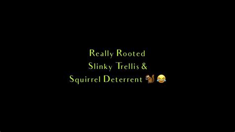 Slinky Trellis And Squirrel Deterrent 🐿😂 Youtube