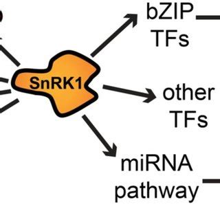 The Low Energy Syndrome Involves Processes Regulated By Tor And Snrk