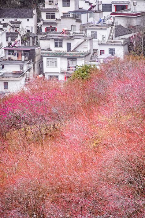 歙县卖花渔村梅花季 Moor世界