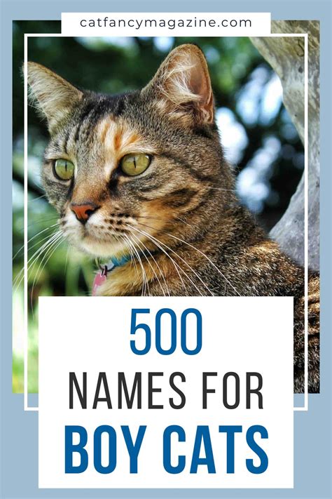 Top 500 Girl Cat Names You'd Absolutely Love - Cat Fancy Magazine