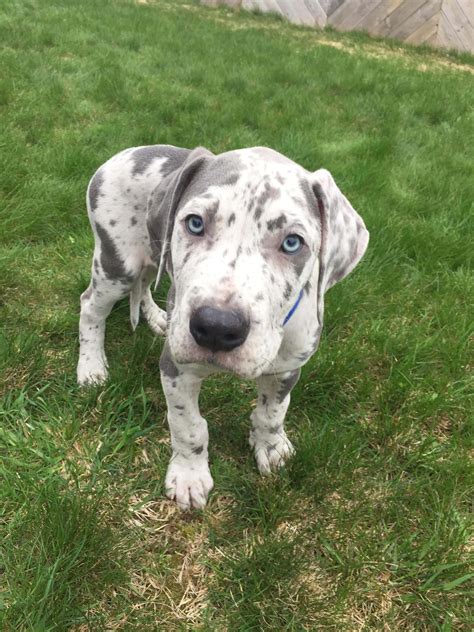 Download Great Dane Puppies Pictures 2448 X 3264 | Wallpapers.com