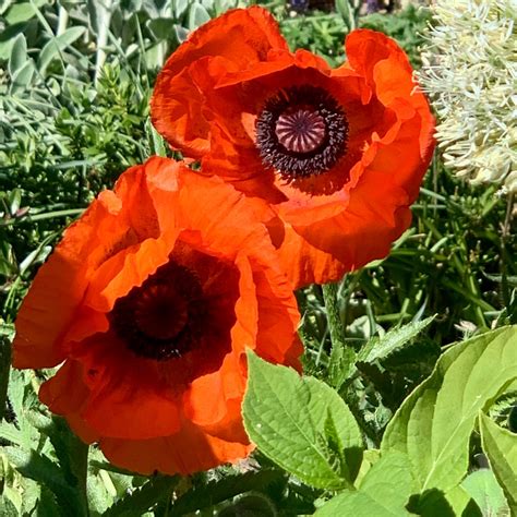 Papaver Somniferum Giganteum Giant Opium Poppy In Gardentags Plant