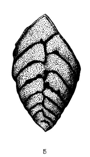 Bolivina Goesii Unknown None Recent Holocene Quaternary Foraminifera