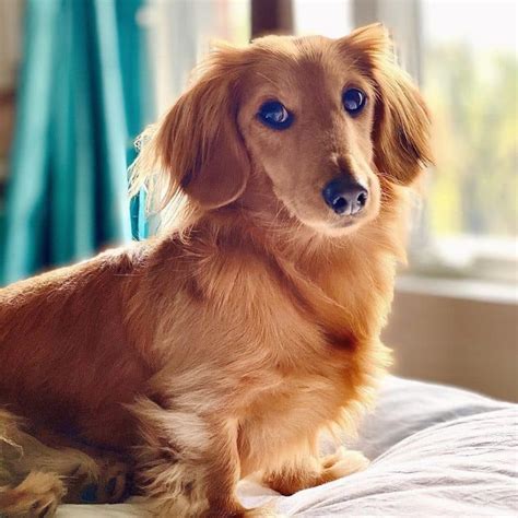 English Cream Dachshund A Posh English Gentleman