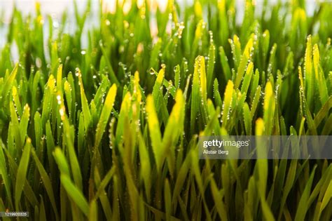 Close Up Of Wheatgrass High Res Stock Photo Getty Images