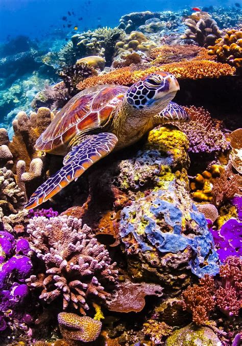 Sea Turtle Beautiful Sea Creatures Ocean Creatures Sea Creatures