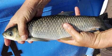 Triploid Grass Carp Farm Central Florida · Lake And Pond Remediation Inc