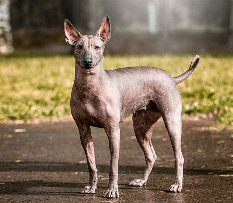 Xoloitzcuintle Rasseportrait Hunter Magazin