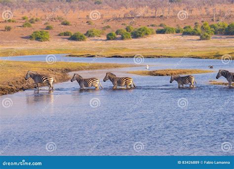 Zebras Crossing Chobe River Stock Image Image Of Nature Etosha