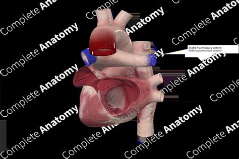 Right Pulmonary Artery | Complete Anatomy